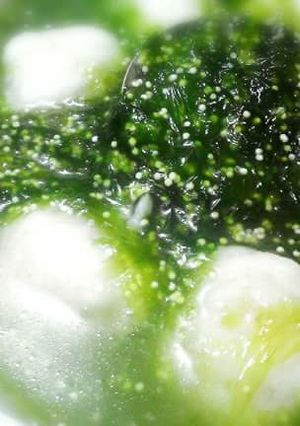 海菜飛魚卵花枝丸湯【澎湖野生水產】 的食譜成品照片