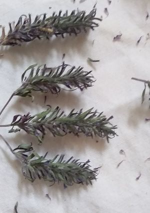 عکسی از دستور کاکوتی