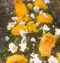 Easy Ways Prepare|Recipe} Kale, roasted pumpkin and goat cheese salad Anti-Fail