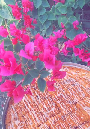 صورة لوصفة بسبوسه بالشعيريه ♥️