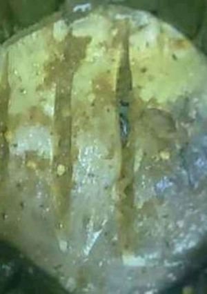A picture of Pomfret fry wrapped in turmeric leaves.
