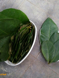 Foto resep Tips Menyimpan Daun Salam