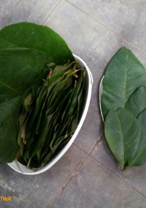 Foto resep Tips Menyimpan Daun Salam