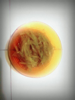 Foto resep Tumis labu siam