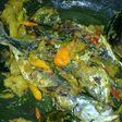Pesmol Ikan Kembung Basah