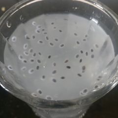 A picture of Lemonade with sabja or sweet basil seeds.