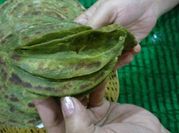 A picture of green garlic paratha