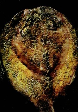 صورة لوصفة سمك مشوي مع رز شعرية