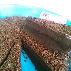 รูปของ Brownise lembut