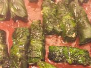 Hình ảnh của đà điểu lá lốt