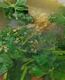 Canh đầu cá diêu hồng nấu ngót