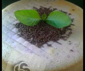 Resep Populer Bolu ubi ungu Enak Sederhana Resep Populer Bolu ubi ungu Enak Sederhana