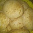 Masa