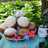Muffins de vainilla rellenos con mermelada de damasco🌼