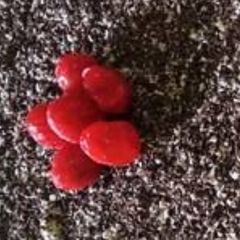 A picture of Black forest cheese cake.