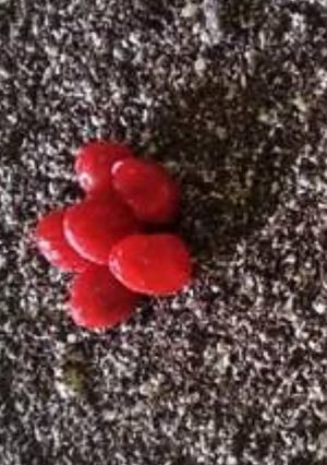 A picture of Black forest cheese cake.