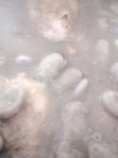 Una foto de Pollo en salsa verde con habas verdes
