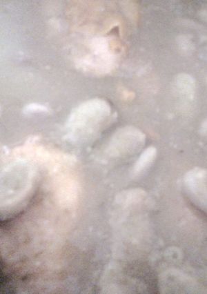 Una foto de Pollo en salsa verde con habas verdes