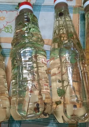 Una foto de Vinagre de sidra con hierbas