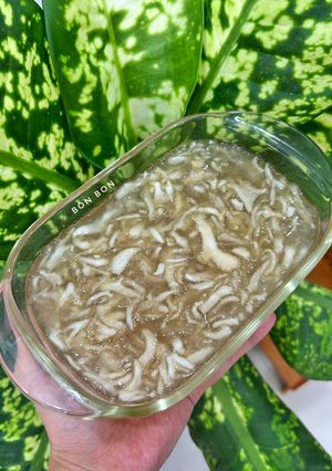 Hình của món Thạch Rong Chân Vịt.