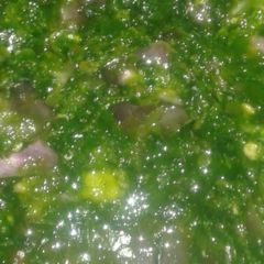 A picture of Coriander Chutney.
