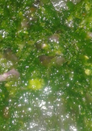 A picture of Coriander Chutney.