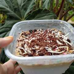 Fla Topping Aneka Rasa রেসিপির প্রধান ছবি