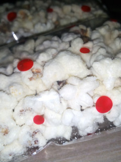 A picture of Milky popcorn.
