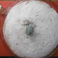 A picture of Vasilopita the traditional New Year’s Eve Greek Cake.