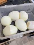 Telur rebus 1/2 mateng pake instant pot