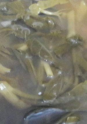 Foto resep Sayur Asem Segar TieBanny