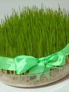 عکسی از دستور سبزه عید🌾با تمام نکات🌈