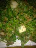 Kwadon lansir qqqq