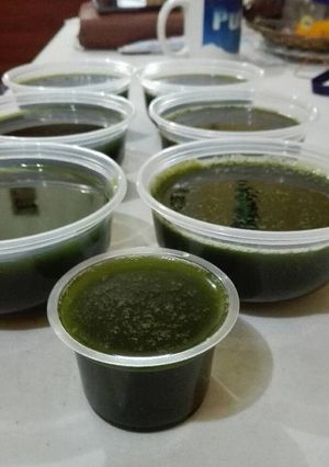 Foto resep Cincau Hijau