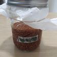 Shoyu-Koji (Soy Sauce Rice Malt)