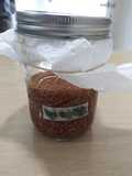 Shoyu-Koji (Soy Sauce Rice Malt)