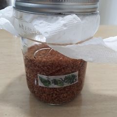Shoyu-Koji (Soy Sauce Rice Malt) A picture of Shoyu-Koji (Soy Sauce Rice Malt).