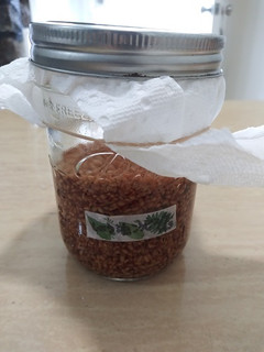 A picture of Shoyu-Koji (Soy Sauce Rice Malt).
