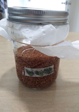 A picture of Shoyu-Koji (Soy Sauce Rice Malt).