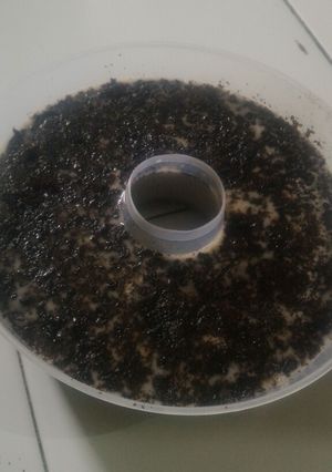 Foto resep Agar agar susu oreo