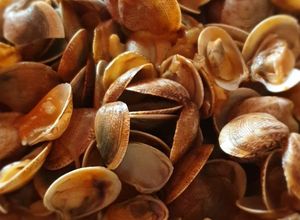 Una foto de Chirlas o almejas en salsa