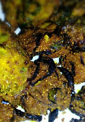 মাছের ডিমের বড়া (macher dimer bora recipe in Bengali) রেসিপির প্রধান ছবি