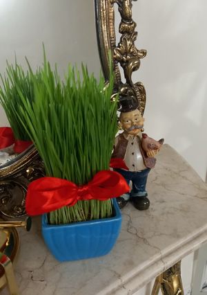 عکسی از دستور سبزه گندم
