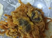 Gambar jangkang tepung