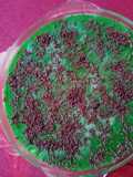 Puding Melon