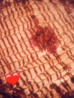 صورة لوصفة تحلية بسيطة 😋