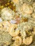Ox Tripe