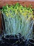 Germinados de lenteja en casa