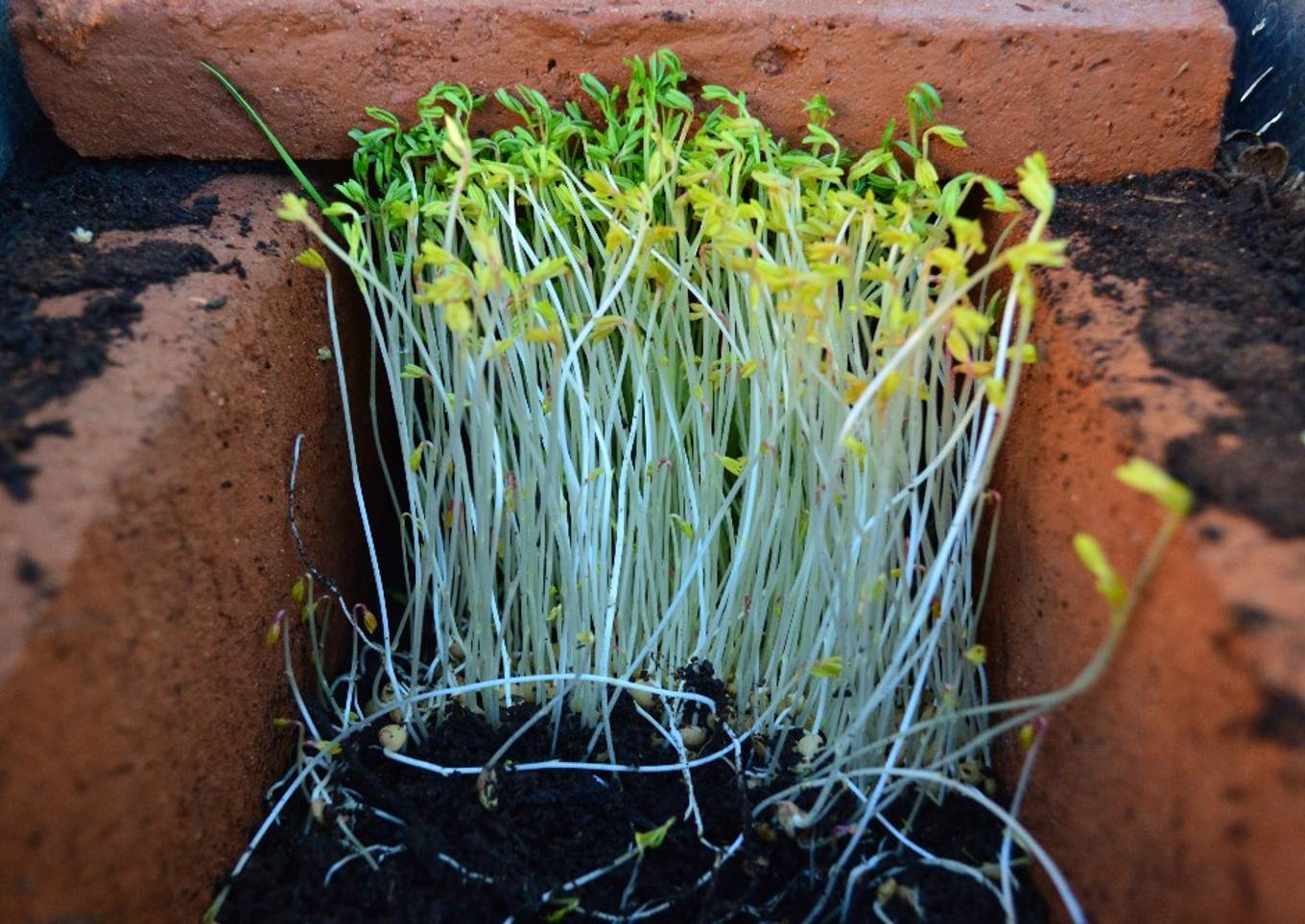 Germinados de lenteja en casa