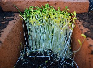Una foto de Germinados de lenteja en casa